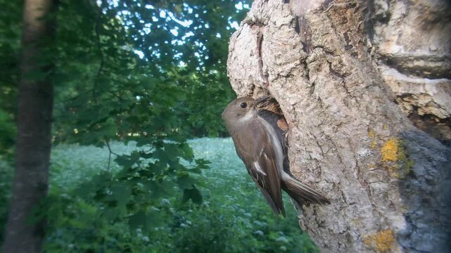Female European pied flycatcher (Ficedula hypoleuca) lands on a tree trunk with a nest hole. Estonia.