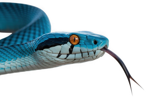 Vibrant blue pit viper head close-up with forked tongue flicking