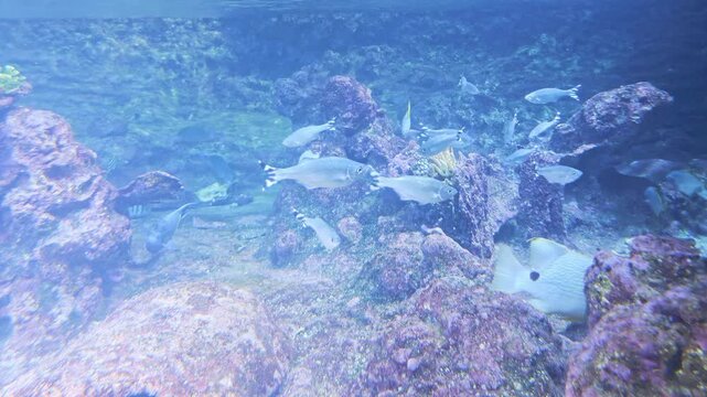 Tropical reef fish swim around coral rocks in bright shallow blue water