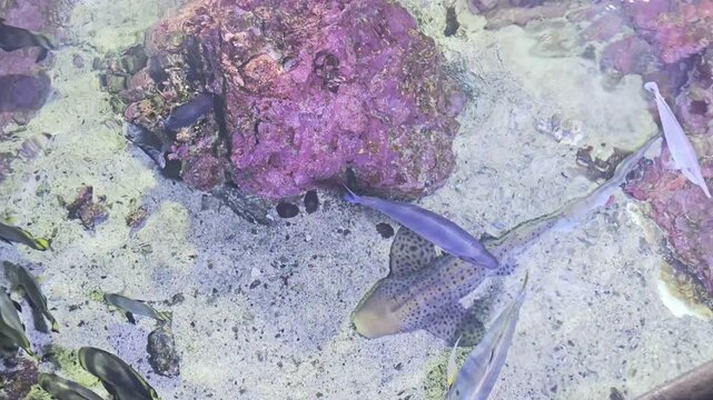 Zebra shark glides over sandy reef with small fish in shallow tropical water