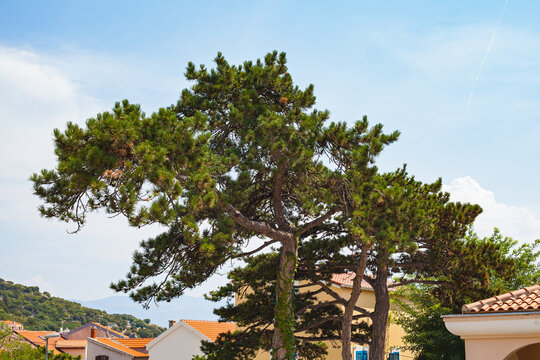 Mature Mediterranean Pine Tree Above a Sunny Hillside Village