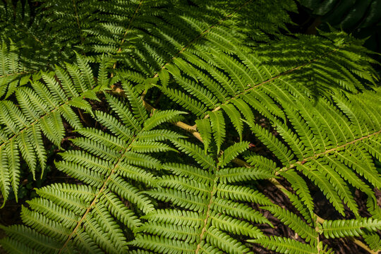 Green Fern Leaves in Warm Light Against a Dark Background