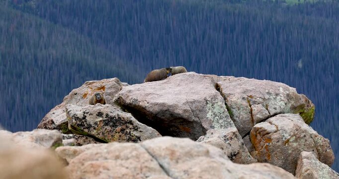 Video of several yellow-bellied marmot (Marmota flaviventer)