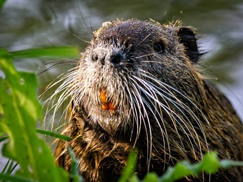 The nutria shows its orange teeth