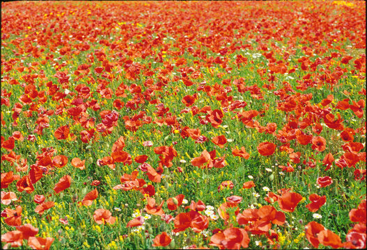 Prato di papaveri rossi in fiore