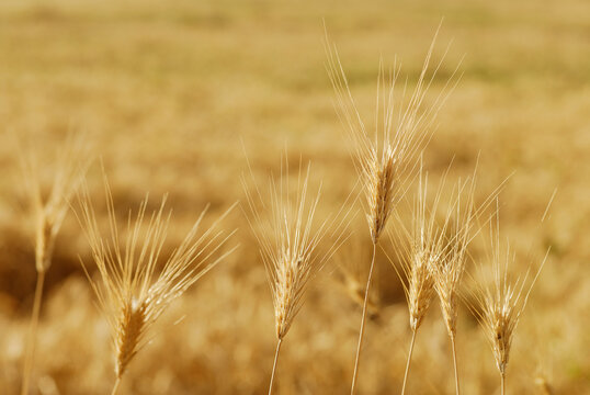 Spighe di grano dorato in campo