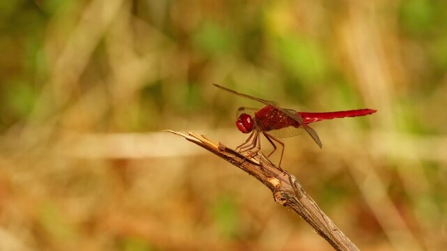 A male red-veined darter rests on a small twig in beautiful morning light, then flies away and returns to the same perch.