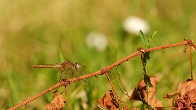 A female red-veined darter takes off from a dried grapevine, briefly flies away, and then returns to perch on the same dry vine in warm morning light.