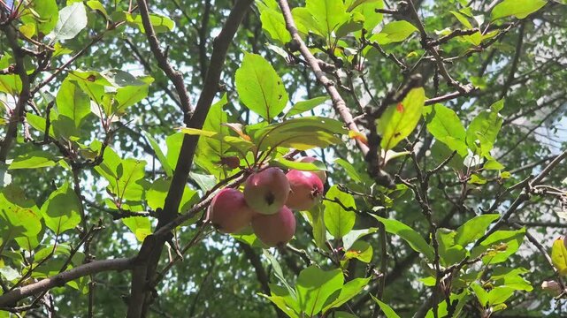 Viewing apples growing on a tree in a park during sunny weather