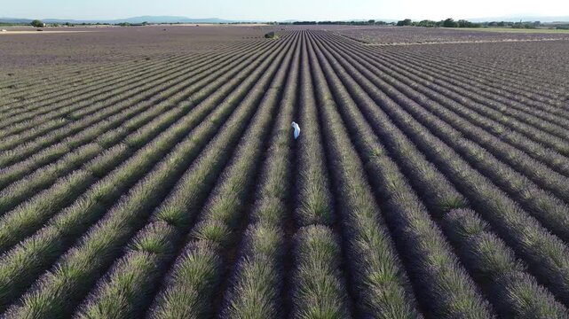 Aerial view of a person walking through vast rows of blooming lavender in the countryside in Valensole, Provence-Alpes-Cote d'Azur, France.