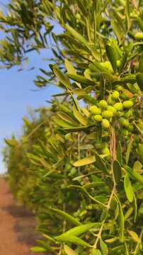 Racimo de aceituna de oliva en primer plano 