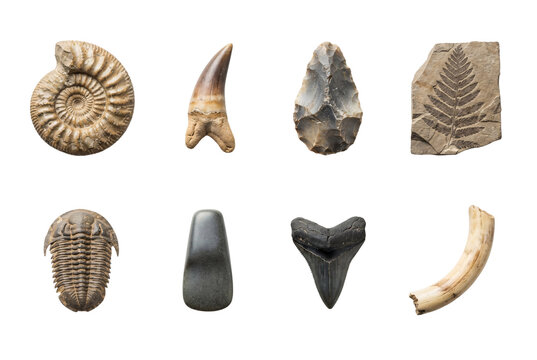 Eight ancient archeological fossils and prehistoric artifacts including an ammonite shell, dinosaur tooth, flint tool, fossilized leaf, and trilobite.