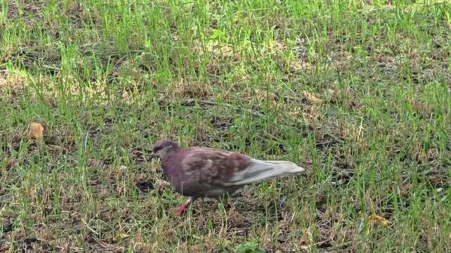 Bird foraging on the ground in a park setting during daylight hours