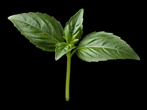 Fresh green basil plant leaf isolated on black background for cooking and herbal medicine