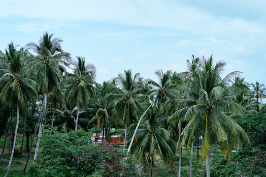A dense tropical coconut palm grove surrounding a small rural house, featuring tall palms, abundant green foliage and a bright blue sky, evoking a peaceful island atmosphere and warm summer light.