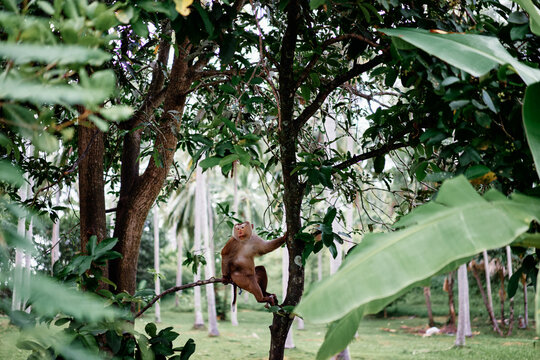 A relaxed monkey sits on a tree branch surrounded by tropical palm trees and dense green foliage, conveying a peaceful wildlife moment in a humid jungle environment.