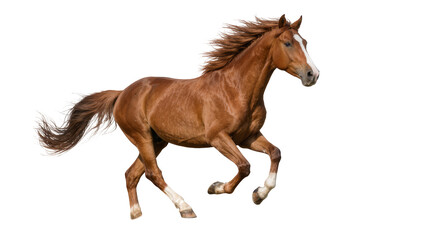 Fototapeta premium Brown horse with white markings galloping, isolated on transparent background