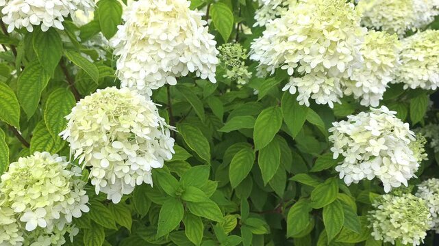 Flowers bloom in a garden with white blossoms during spring season in a sunny location