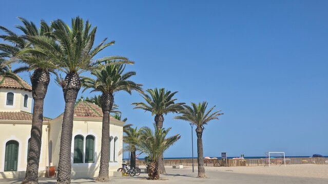Vertical background of palm trees on Torredembarra beach, Catalonia, Spain