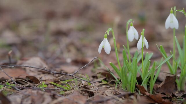 Snowdrops bloom quietly. Fresh green shoots and dewcovered petals signal renewal. Nature awakens with tender snowdrops pushing through leaf litter in early spring