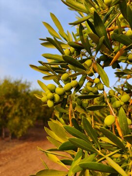 Aceitunas de olivo en amanecer para su cosecha en intensivo