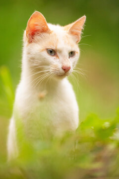 Gato Posando