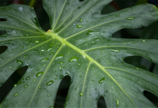 Rainforest after rain, wet leaves macro