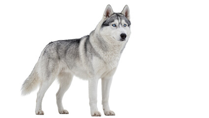 Siberian Husky dog with blue eyes standing alert, isolated on transparent background © Maria