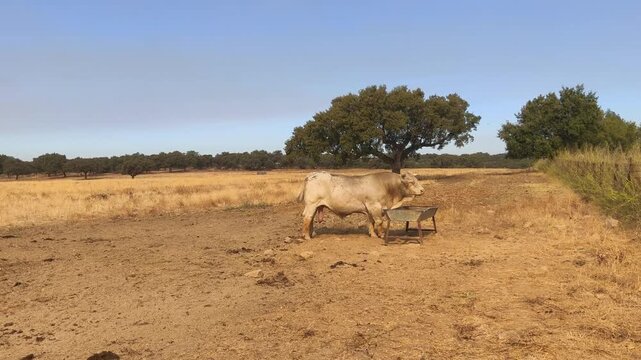 Toro blanco semental 