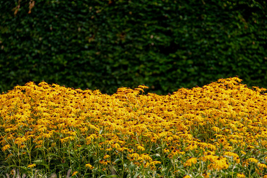 Selective focus of golden yellow flowers in garden, Rudbeckia fulgida the orange coneflower or perennial coneflower is a species of flowering plant in the family Asteraceae, Natural floral background.