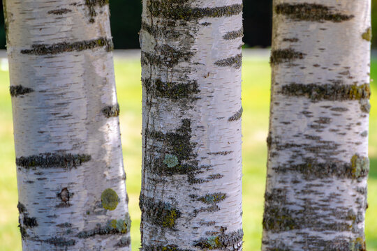 Selective focus of tree trunks in the forest, White bark with textured, Birch is a thin leaved deciduous hardwood tree of the genus Betula in the family Betulaceae, Abstract natural pattern background