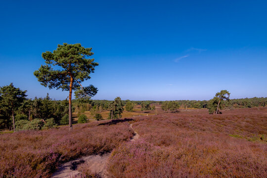 Purple flowers Calluna vulgaris (Heather, Ling) The sole species in genus of Calluna, Ericaceae family, De Cokse Heide in Afferden village, North Limburg, Lies about southeast of Nijmegen, Netherlands