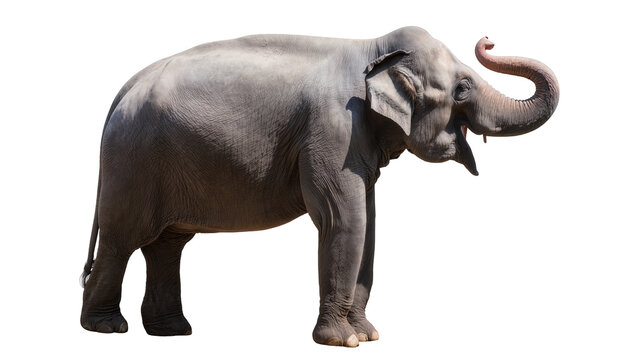 Majestic Asian elephant with trunk raised, isolated on transparent background