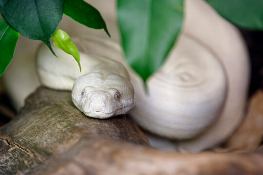 Albino boa imperator - Boa imperator
