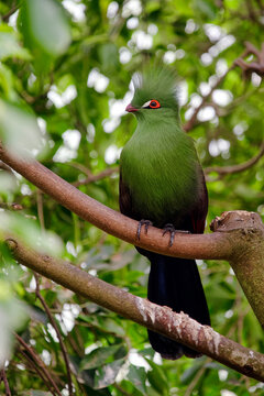 Guinea turaco - Tauraco persa,
