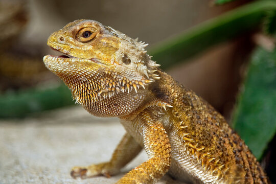 Central bearded dragon - Pogona vitticeps