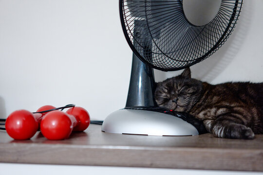 A brown tabby cat naps with its head against a desk fan on a wooden shelf, lying beside red hand weights. The scene evokes calm, domestic comfort and a lazy, peaceful afternoon at home.
