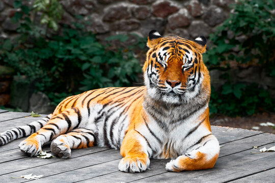 majestic tiger lounges on a wooden deck, its orange fur with bold black stripes gazing calmly ahead. natural green backdrop and scattered leaves evoke tranquility, strength, and wildlife fascination.