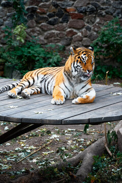 Majestic tiger lounges on round wooden table in an outdoor zoo enclosure. Its orange fur with dark stripes stands out against stone wall and green foliage, conveying calm, strength, natural beauty.