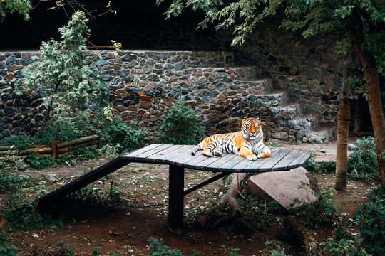 A serene tiger lounges on a weathered wooden table inside a zoo-like enclosure. Stone walls, steps, and leafy greenery frame the scene, conveying calm wildlife habitat and natural surroundings.