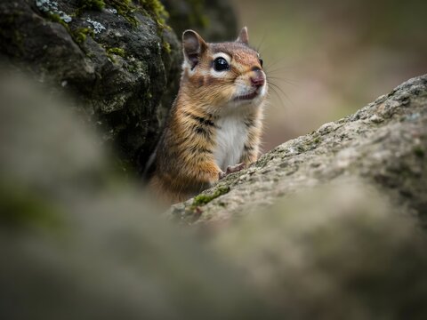 Wild red squirrel perched on mossy tree branch in natural forest habitat