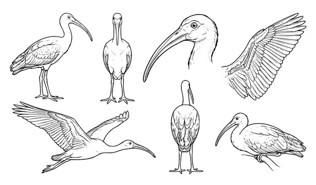Vintage style illustration of various ibis birds in different poses and wing positions