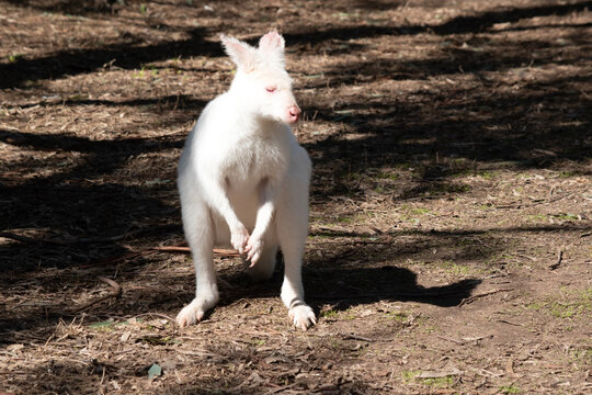 the albino wallaby is in the middle of a field
