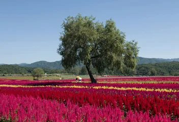 Fotobehang Bordeaux 맨드라미,꽃밭,왕버들,산책로,고석정꽃밭,장흥리,철원군,강원도  © JinChang