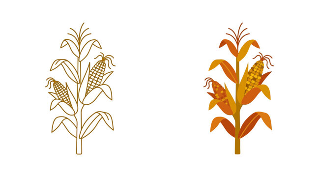Flat and line art vector illustration of corn stalks on white background