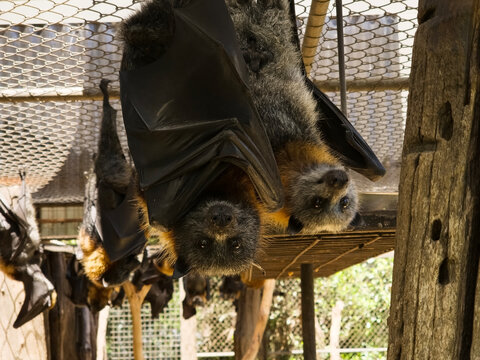 the fruit bat is hanging upside down in his cage