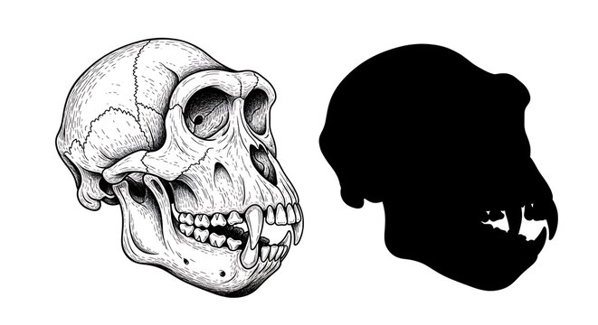 Detailed illustration of ancient hominin skulls representing early human evolution and paleoanthropology research