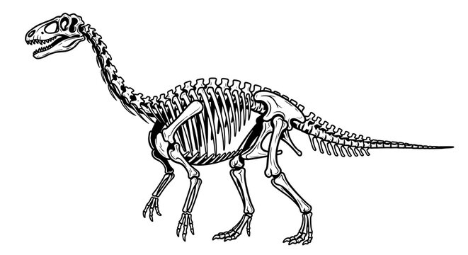 Detailed black and white illustration of a brachiosaurus skeleton showing prehistoric animal anatomy and form