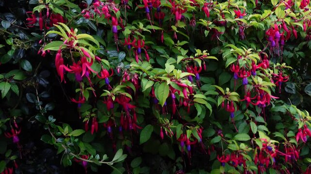 Abundant fuchsia flowers hanging on a bush gently swaying in a light breeze