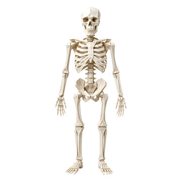 Full body human skeleton model standing in a neutral anatomical position isolated on a transparent background